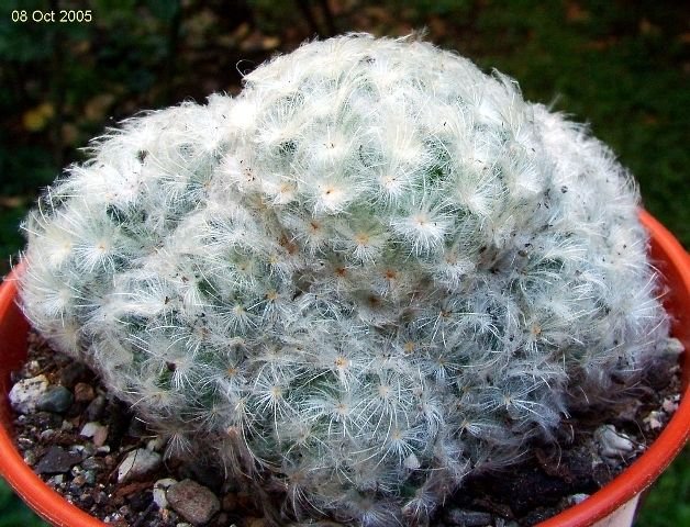 Mammillaria _plumosa _03